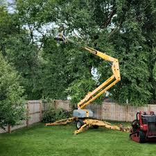 Best Lawn Disease Treatment  in Richmond, KY