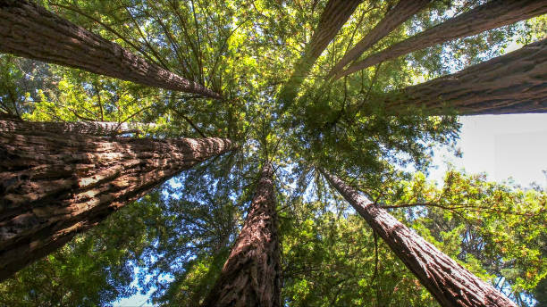 Reliable Richmond, KY Tree Services Solutions