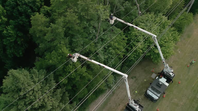 Best Tree Preservation Services  in Richmond, KY