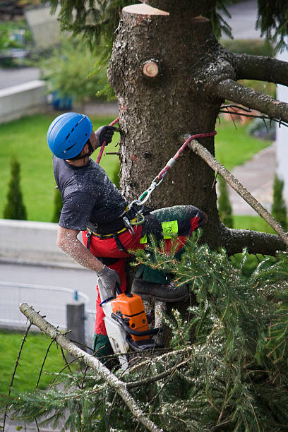Best Organic Lawn Care Solutions  in Richmond, KY
