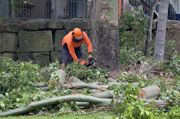 Best Hazardous Tree Removal  in Richmond, KY